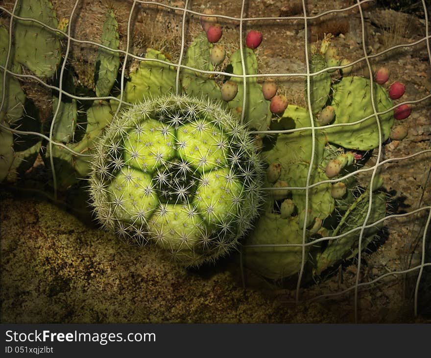 Cactus Soccer Ball