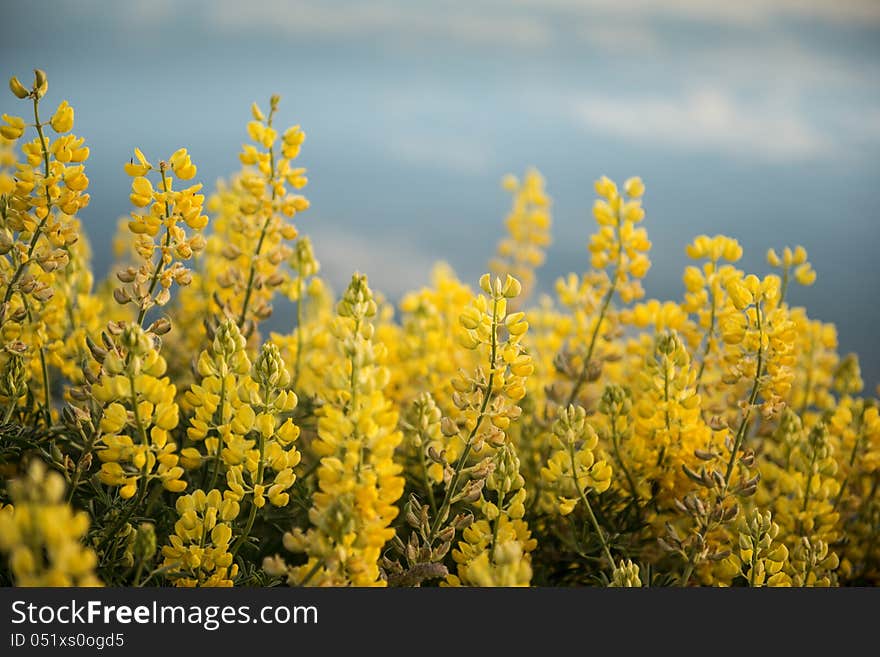 Yellow flowers at Waikawa habour. Sea in southern coast south island Newzealnd