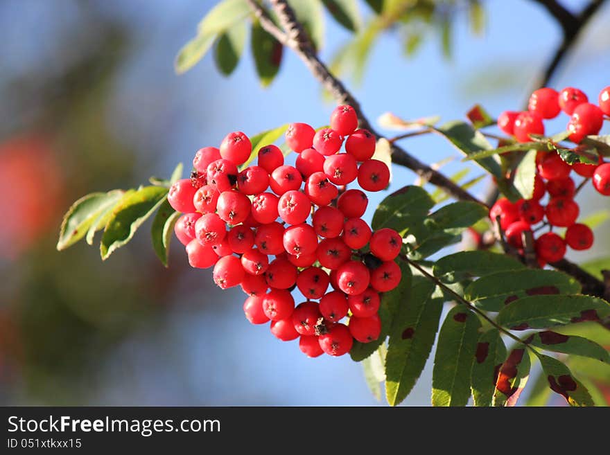 Red berries and green leaves on a blue background