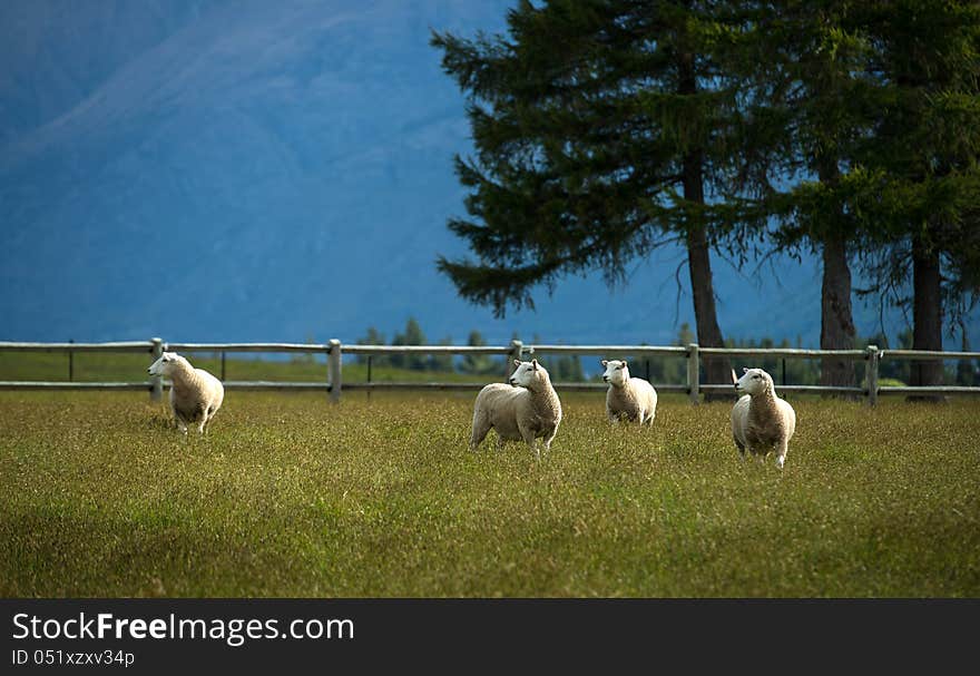 Sheep in New Zealand.