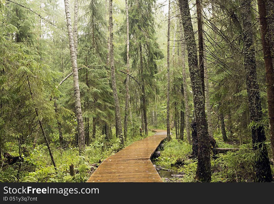 Foot path over a bog. Foot path over a bog.