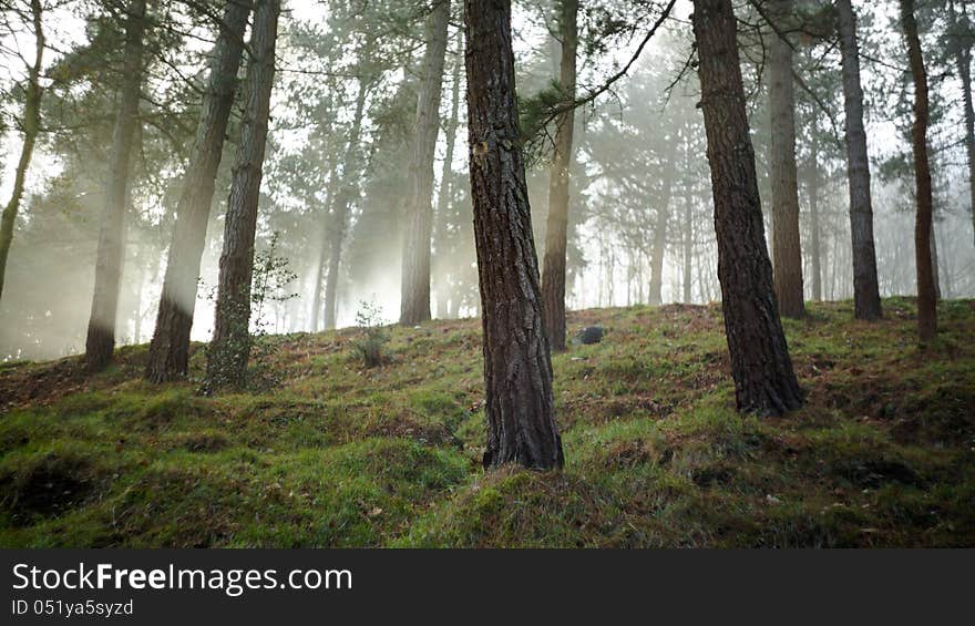 Foggy forest