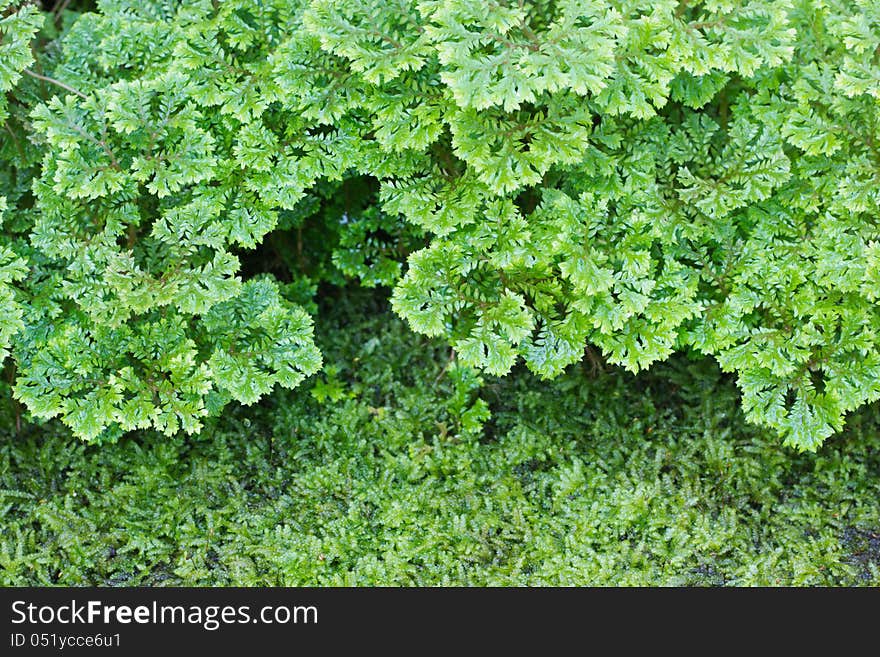 Selaginella Apoda (SELAGINELLACEAE) in fern and moss garden at Suanlaung Rama9 (Thailand, Bangkok).