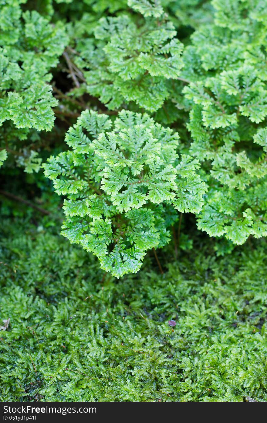 Selaginella Apoda (SELAGINELLACEAE) in fern and moss garden at Suanlaung Rama9 (Thailand, Bangkok).