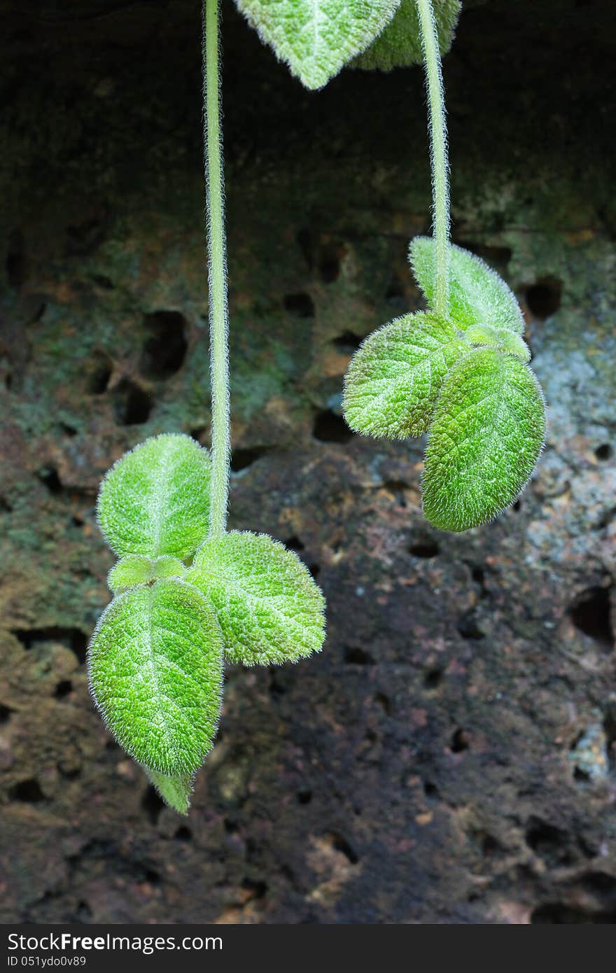 Episcia