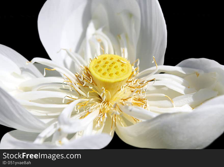 Close up of Lotus  Nelumbo nucifera  on black background