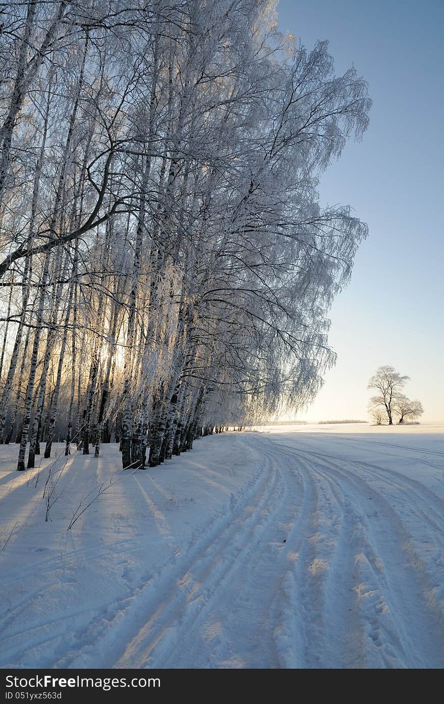 Winter landscape with trees in the forest. Winter landscape with trees in the forest