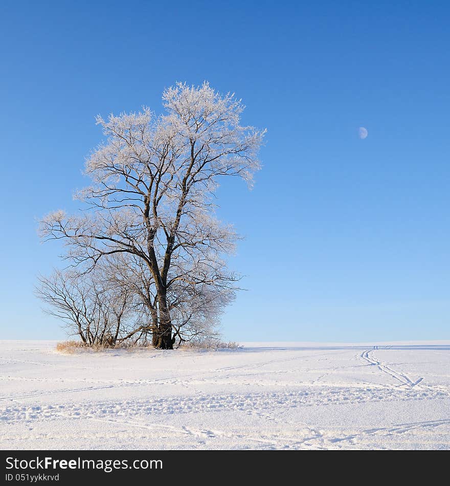 Alone frozen tree in snowy field. Alone frozen tree in snowy field