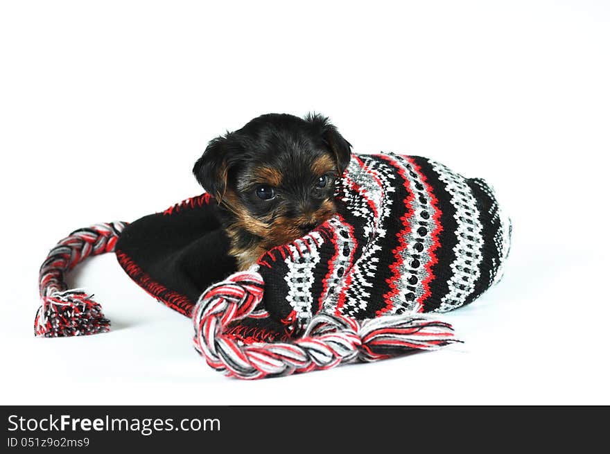 Cute little puppy on a cap  on white