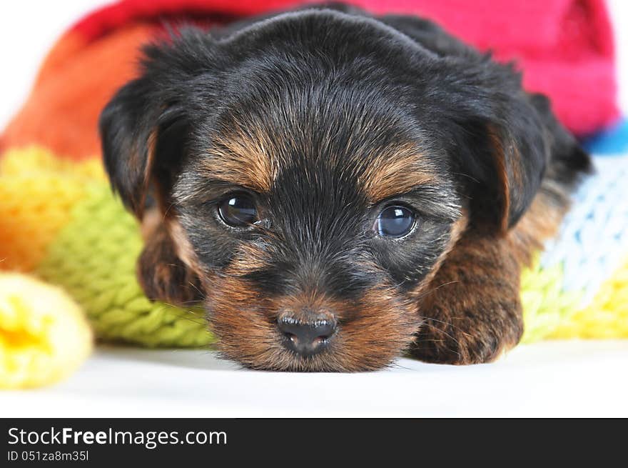 Cute little yorkshire terrier inside scarf closeup