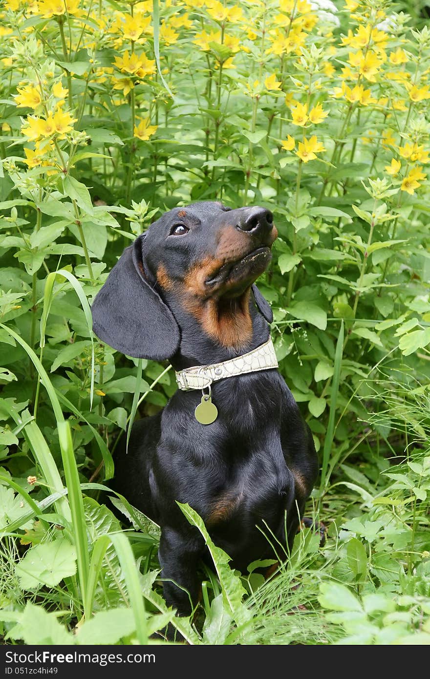 Young black and tan dachshund against Point loosestrife (Lysimachia punctata) in summer. Young black and tan dachshund against Point loosestrife (Lysimachia punctata) in summer