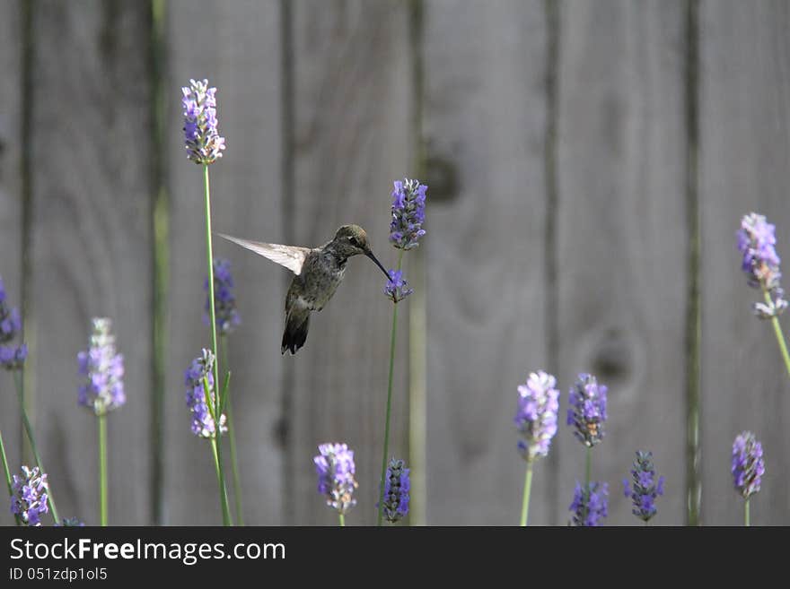 Hummingbird feeding on Lavender