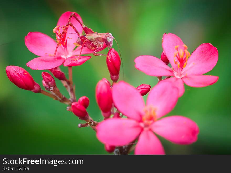 Pink Grasshopper