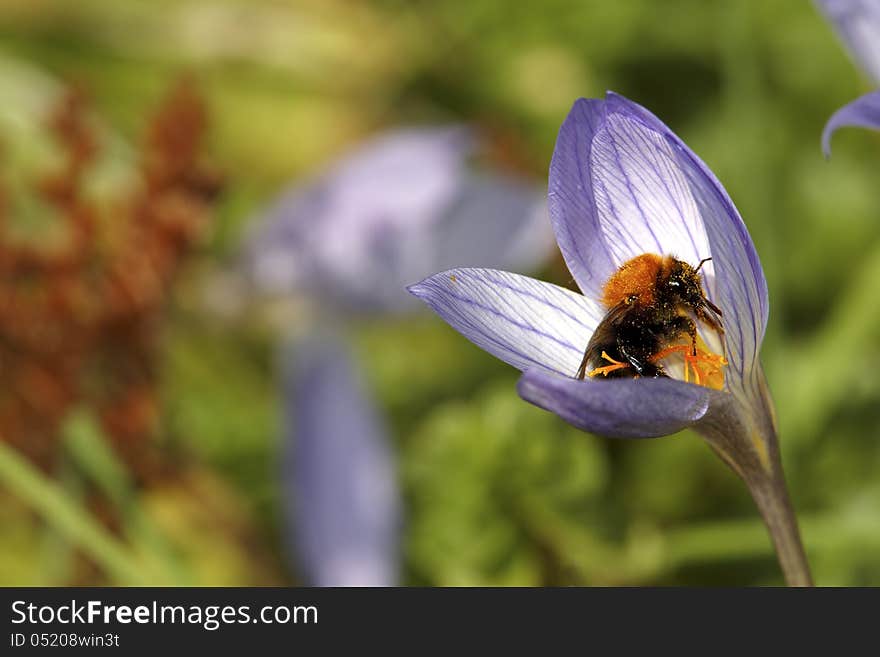 Bee In Flower Bud