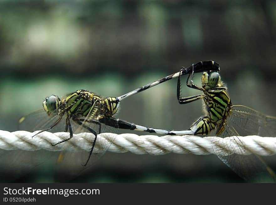 Dragon flies couple intimacy time. Dragon flies couple intimacy time