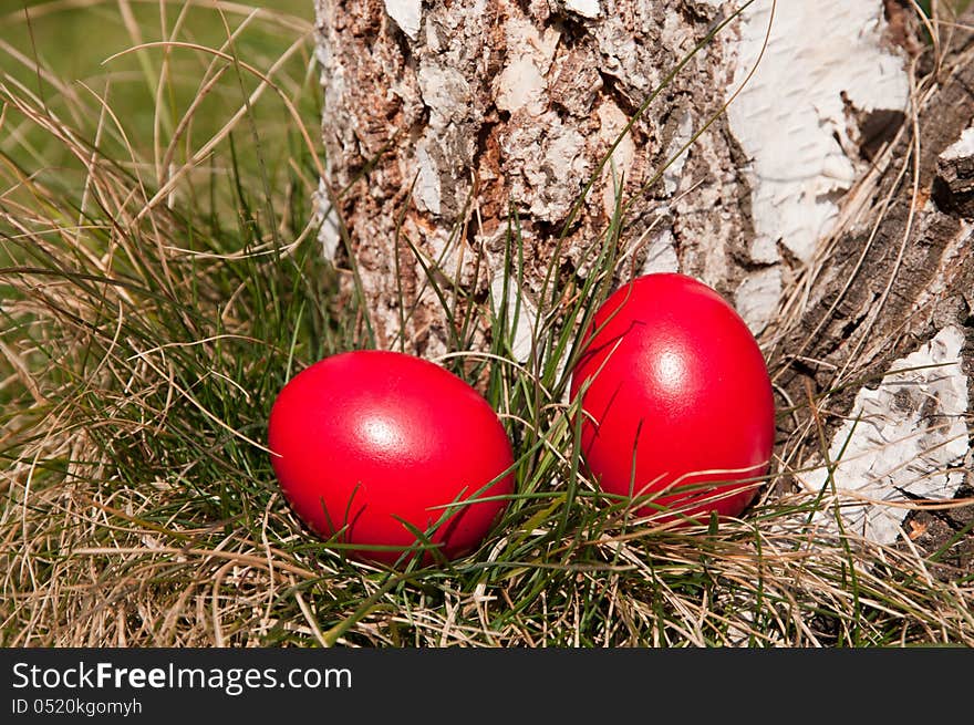 Red Easter eggs in the garden near birch log. Red Easter eggs in the garden near birch log