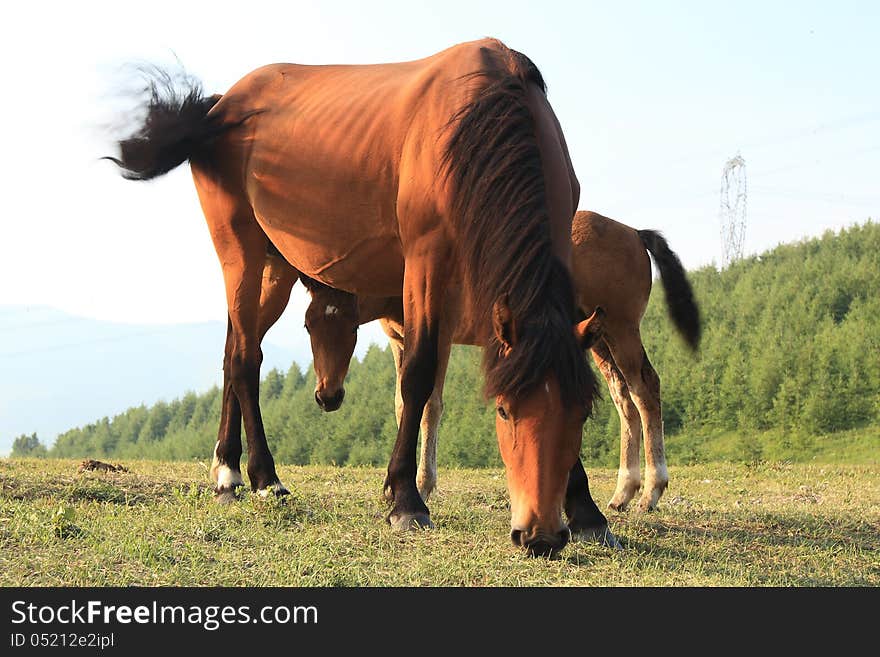 Horse grazing in green field