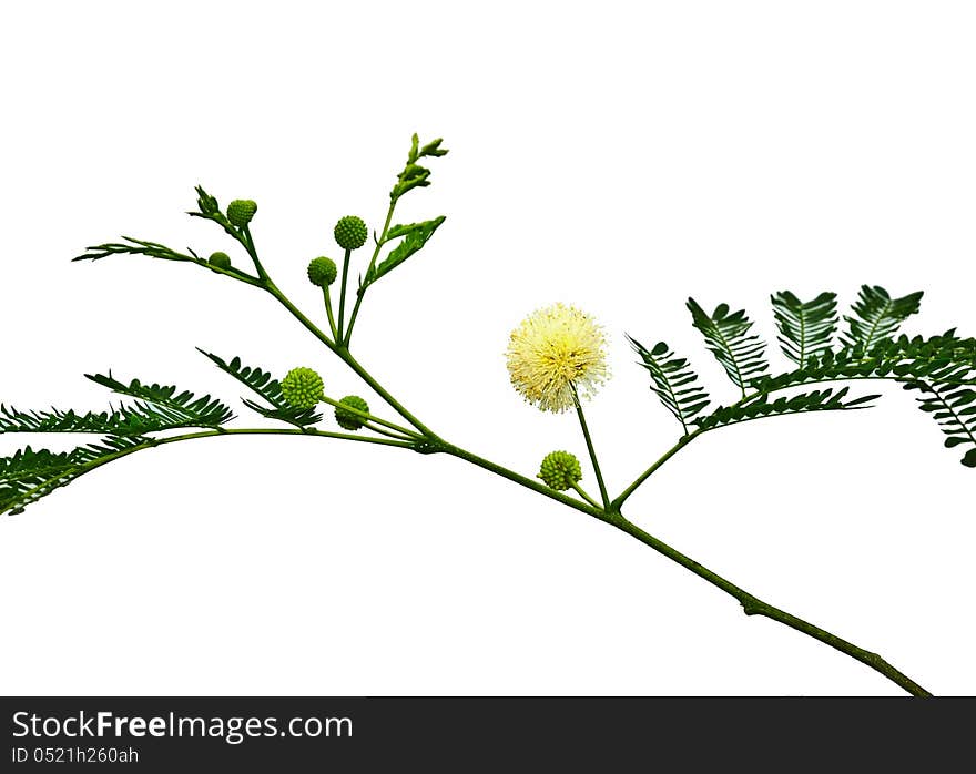 Thai Leucaena are flowering and fruiting