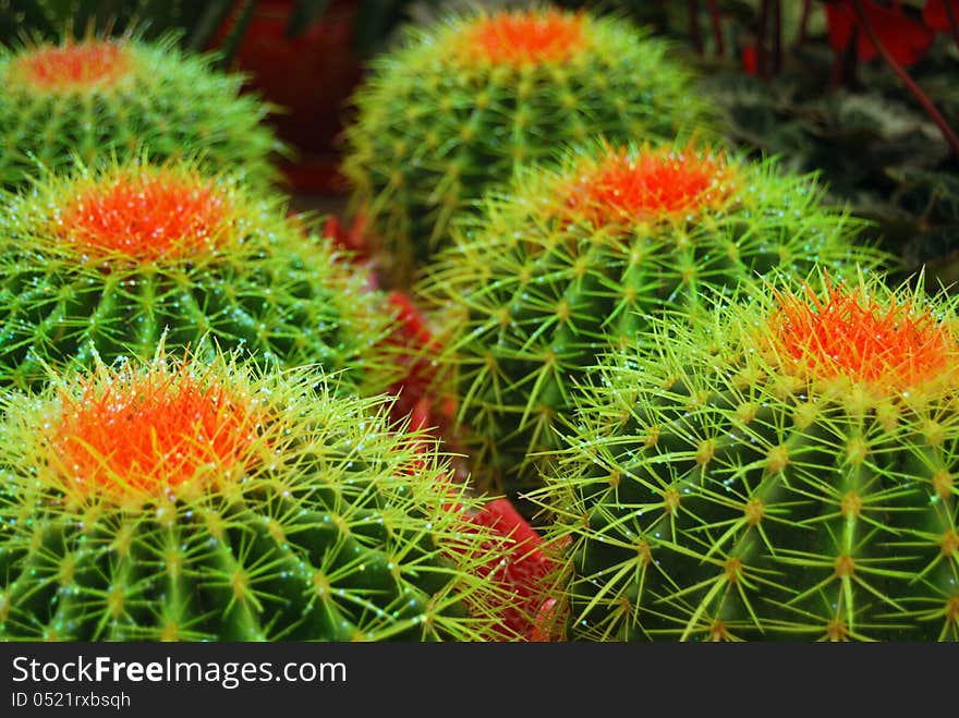 Golden ball cactus in room