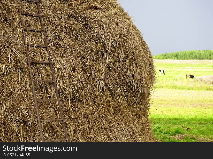 Haycock in the village