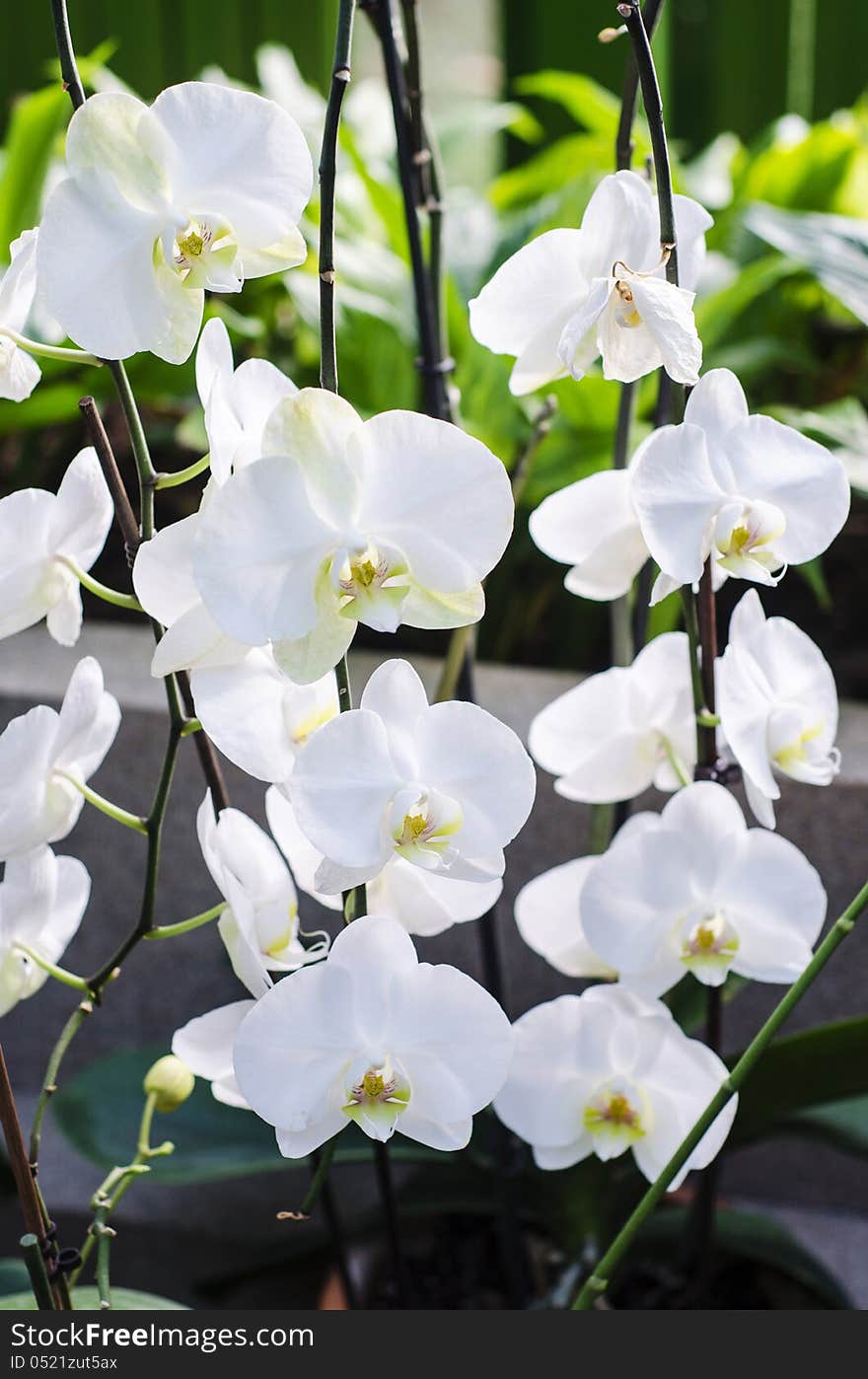 White Phalaenopsis