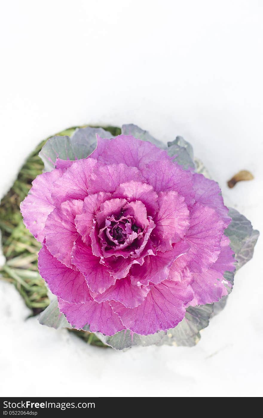 Ornamental purple cabbage in the snow. Ornamental purple cabbage in the snow