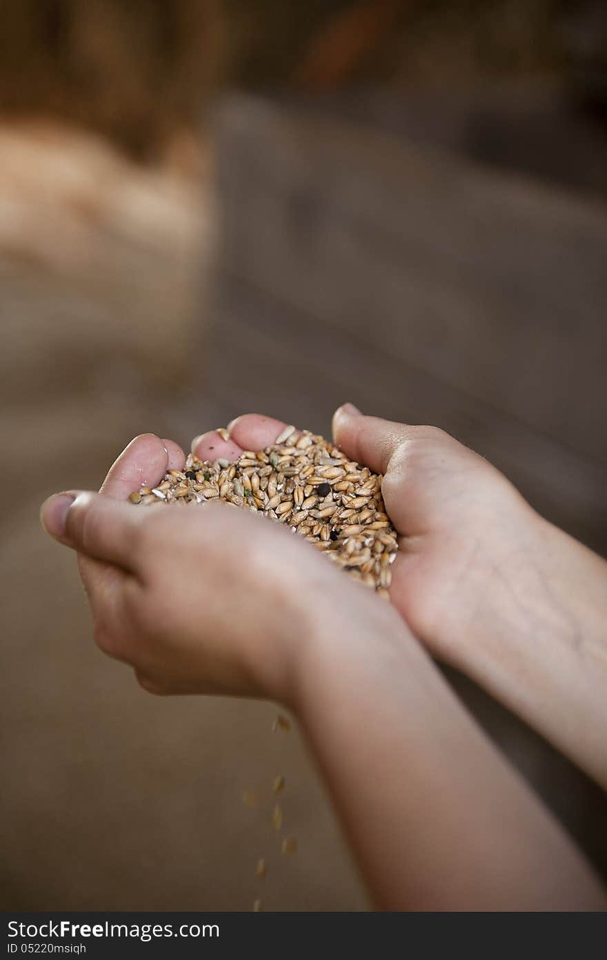 Grain In The Hands