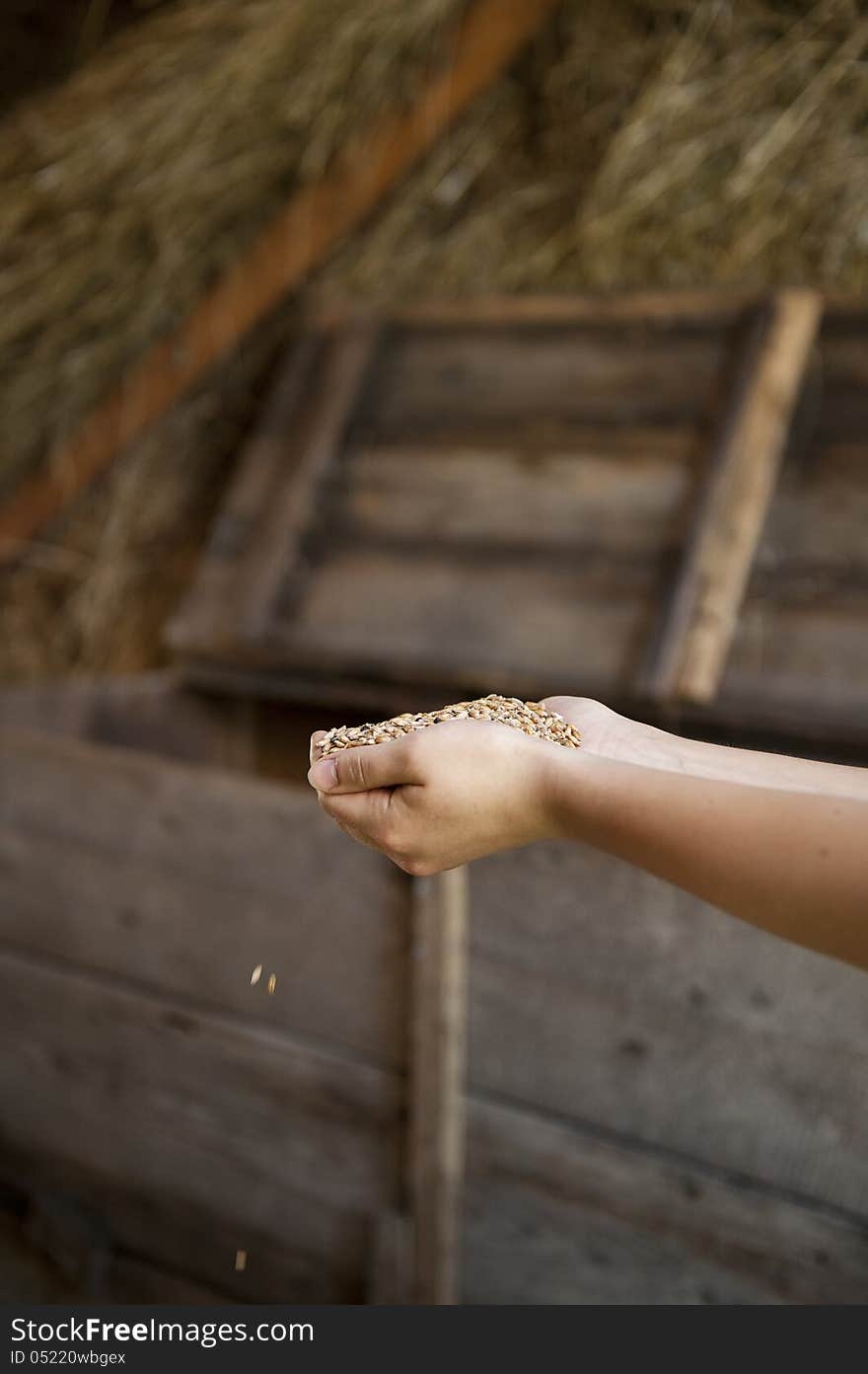 Carying grain in the hands