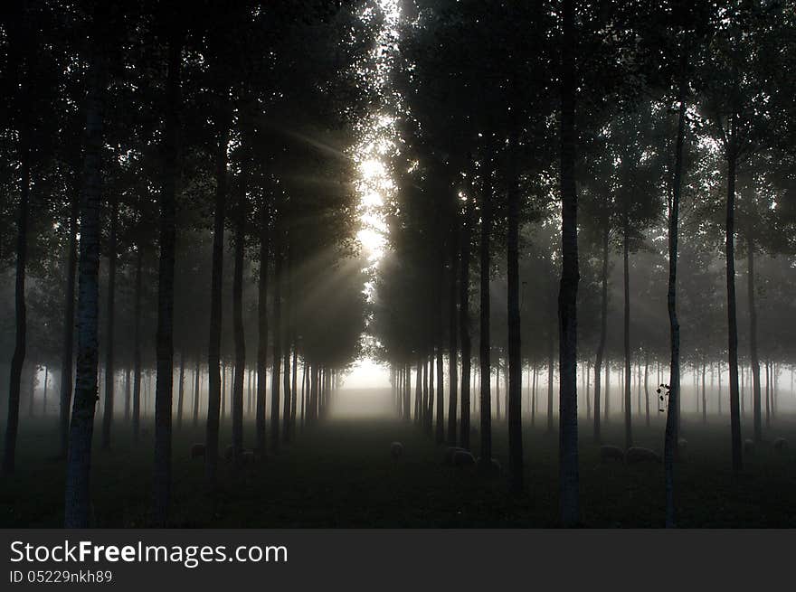 Early Dawn Mist in France. Early Dawn Mist in France