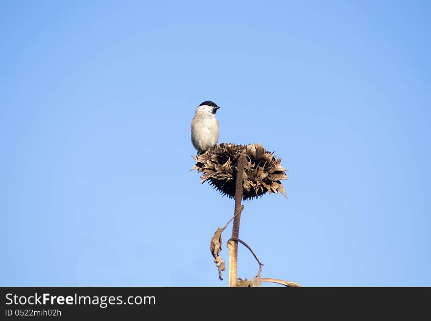 Grey tit