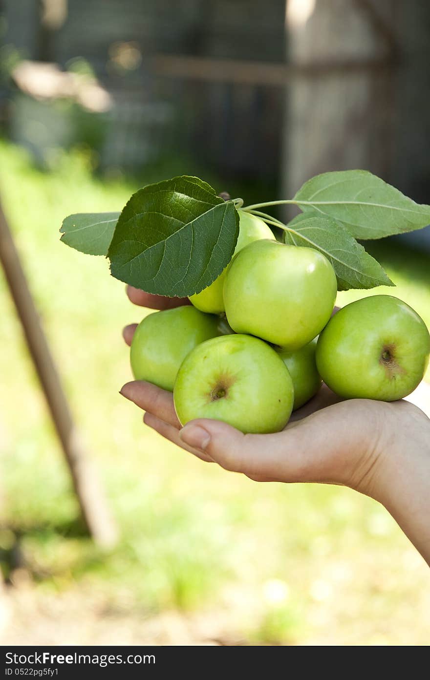 Apples in the hand