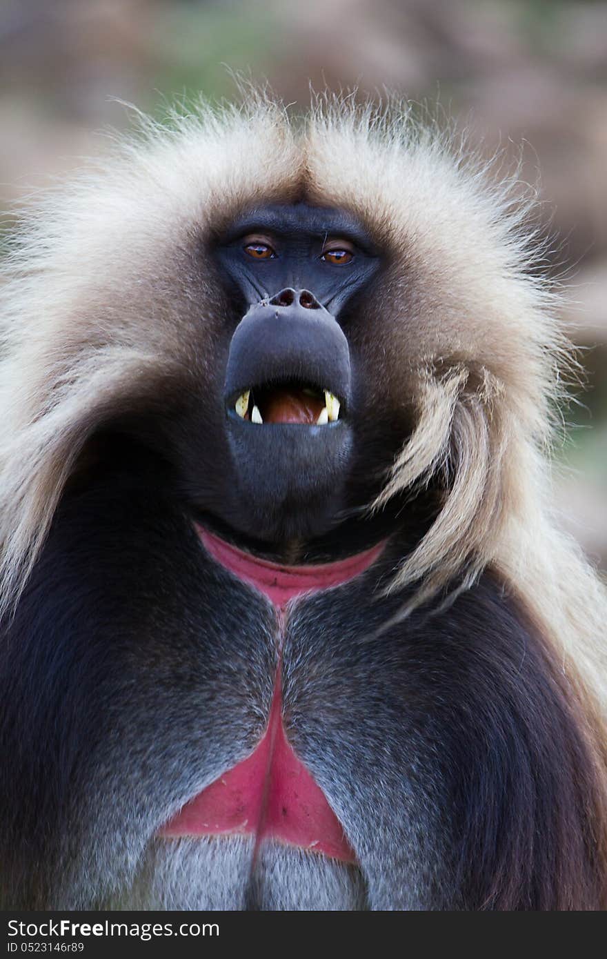 Monkey Gelada, cercopithecidae family, the only representative of the type of Theropithecus. It occurs in the mountains of Ethiopia and Eritrea. Photography in the wild. Monkey Gelada, cercopithecidae family, the only representative of the type of Theropithecus. It occurs in the mountains of Ethiopia and Eritrea. Photography in the wild.