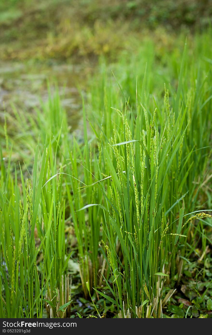 Fresh green rice growing in Japan, unripe.