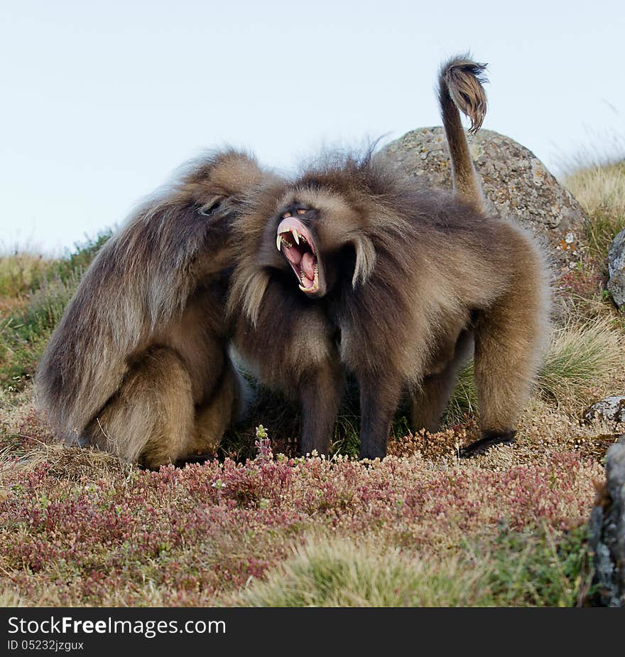 Monkeys Gelada, cercopithecidae family, the only representative of the type of Theropithecus. It occurs in the mountains of Ethiopia and Eritrea. Photography in the wild. Monkeys Gelada, cercopithecidae family, the only representative of the type of Theropithecus. It occurs in the mountains of Ethiopia and Eritrea. Photography in the wild.