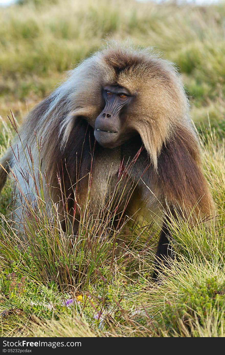 Monkey Gelada, cercopithecidae family, the only representative of the type of Theropithecus. It occurs in the mountains of Ethiopia and Eritrea. Photography in the wild. Monkey Gelada, cercopithecidae family, the only representative of the type of Theropithecus. It occurs in the mountains of Ethiopia and Eritrea. Photography in the wild.