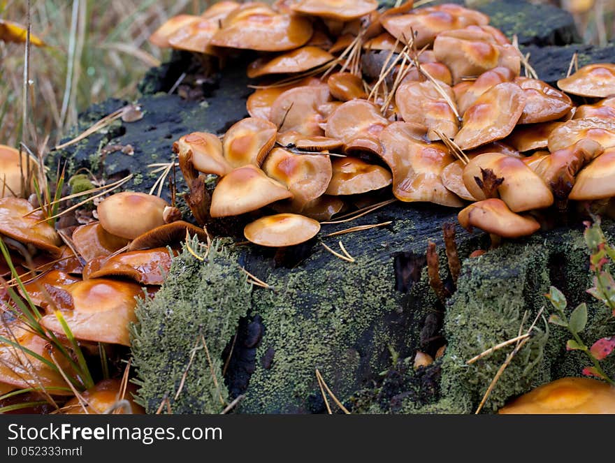 Fungal colony