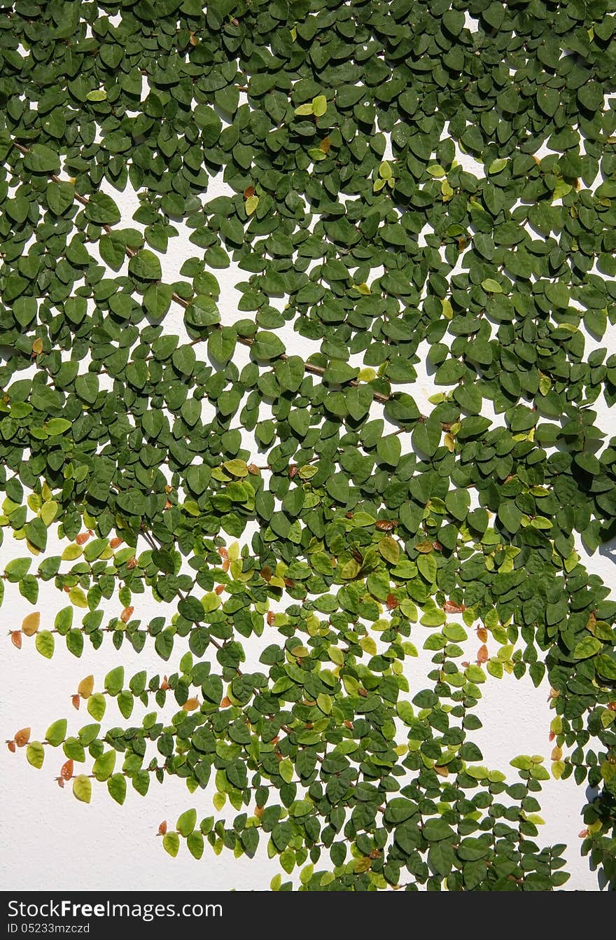 Green leaves growing on the wall. Green leaves growing on the wall.