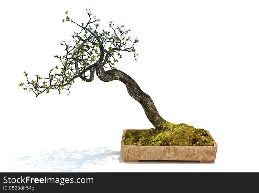 Bonsai tree