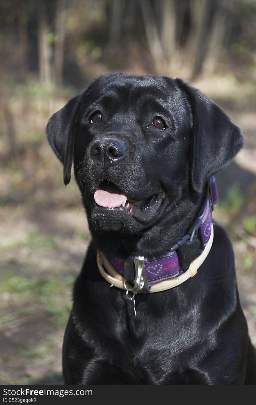 Portrait of  black labrador (2 years). Portrait of  black labrador (2 years)