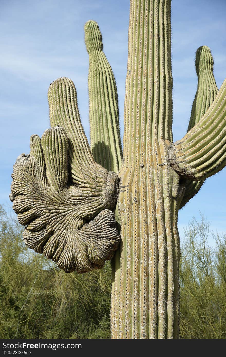 A rare crested saguaro with the fan on an arm instead of the top as are most crested saguaro.