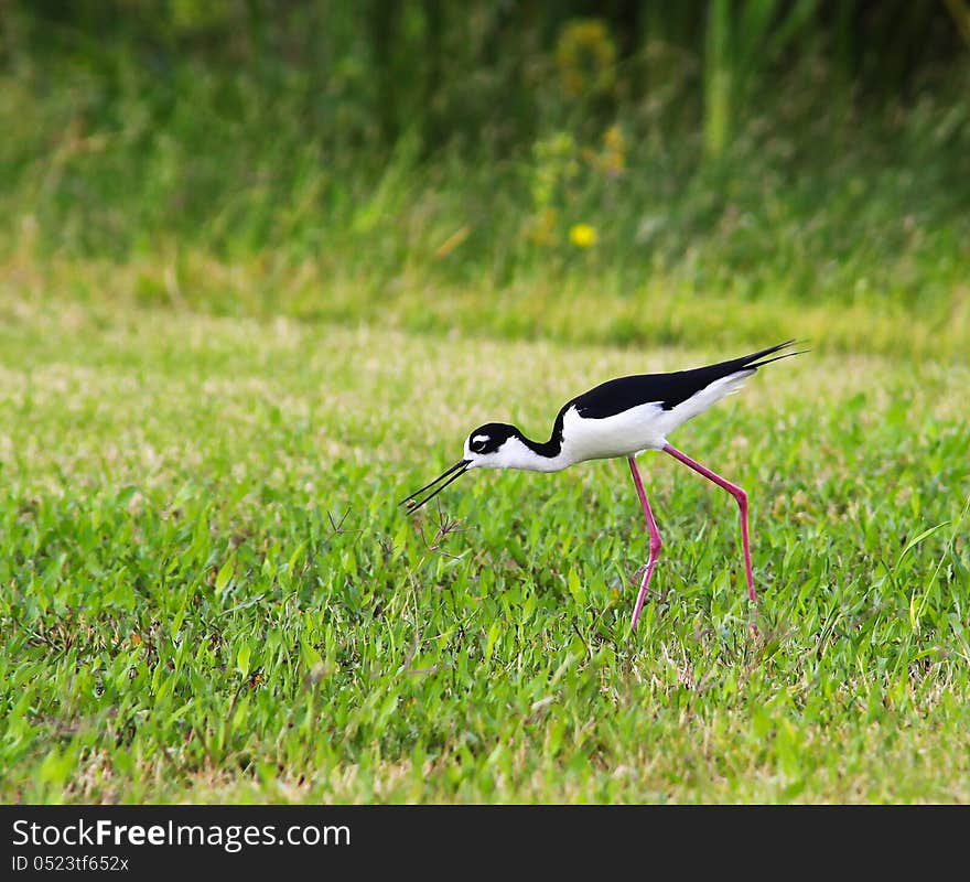 Black-necked Stilt