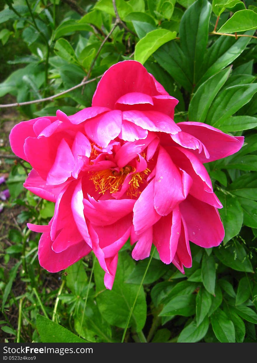 The pink flower of peony