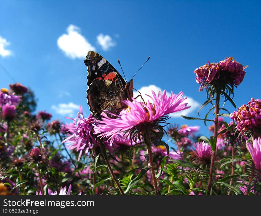 The  butterfly of  vanessa atalanta on the flower