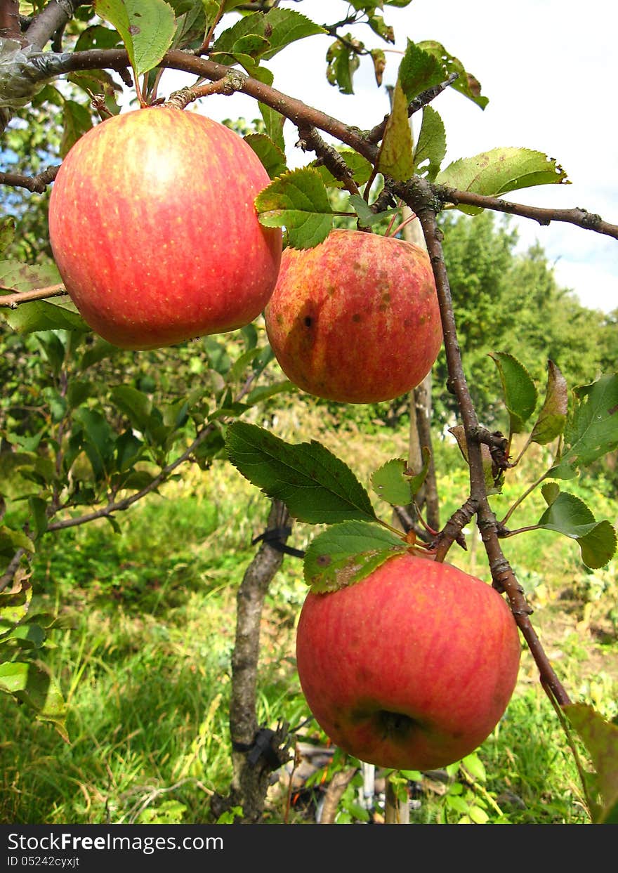 Very tasty and ripe apples hanging on the tree