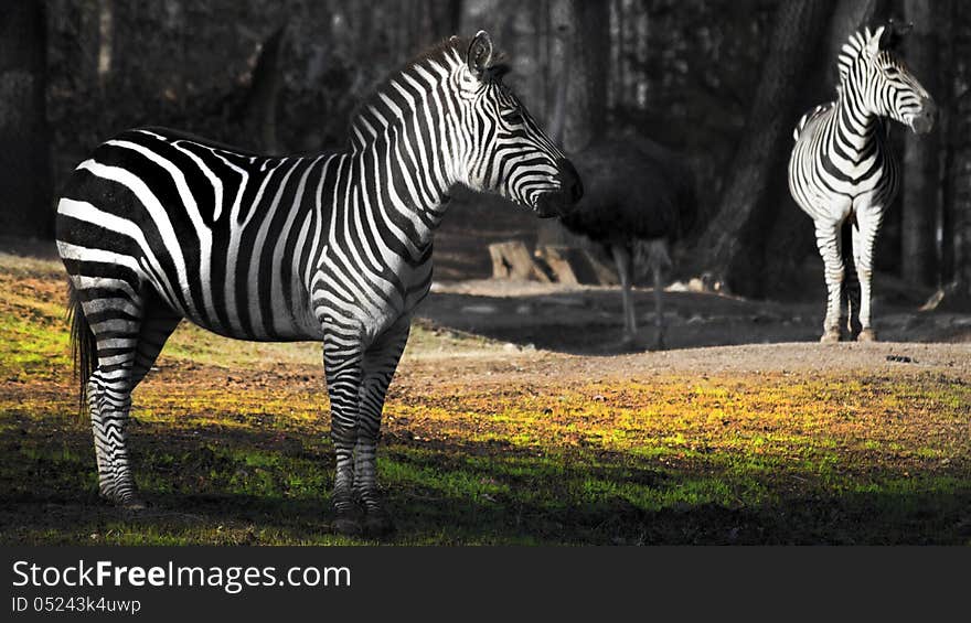 Zebra Zoo