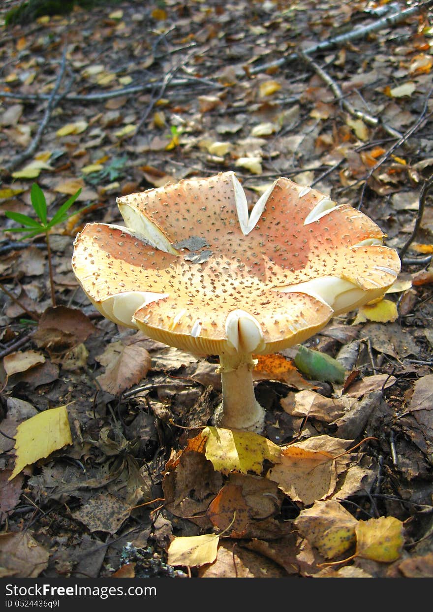 The image of beautiful red fly agaric in the forest