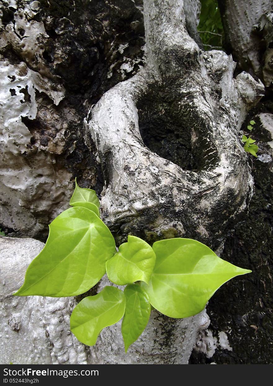 Close-up of new green leaf on old tree