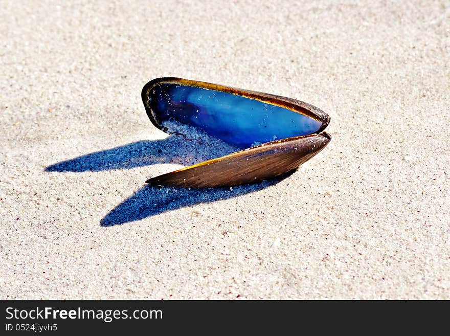 Close up of shell on beach sand