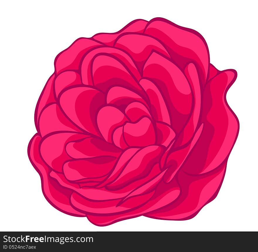 Rose isolated on white. floral design element