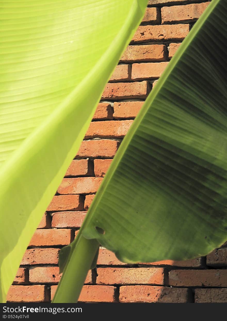 The brick with 2 green shade of banan leaf foreground. The brick with 2 green shade of banan leaf foreground